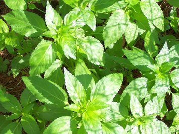 Mercurialis annua / Mercorella comune